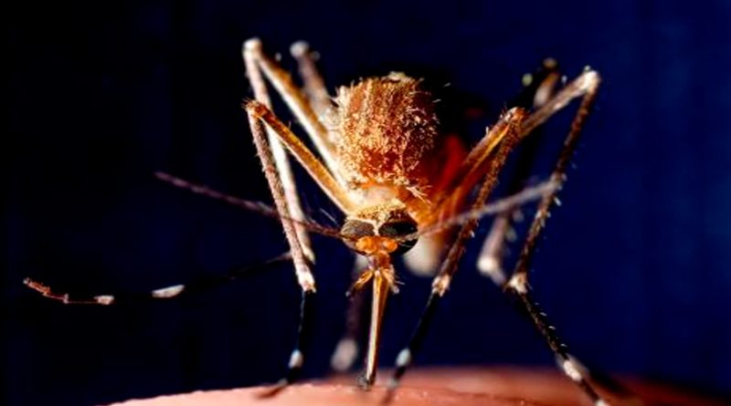 Crean una vacuna transportada por mosquitos