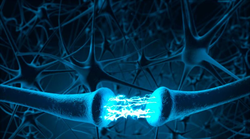 Crean neuronas artificiales que imitan las funciones de las biológicas