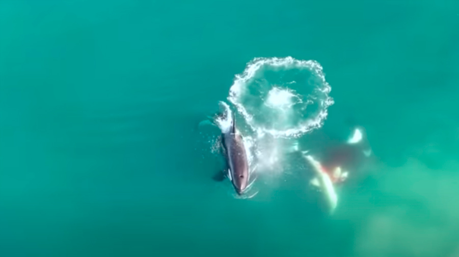 Dron capta a grupo de orcas cercando y matando a un tiburón blanco