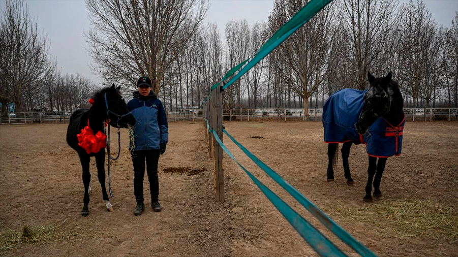 China logra con éxito la clonación de un caballo para salvar los deportes ecuestres