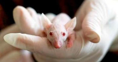 FDA ya no necesita exigir ensayos con animales para probar medicamentos en humanos