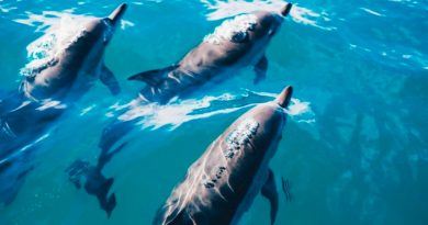 Los delfines necesitan 'gritar' por el creciente ruido submarino