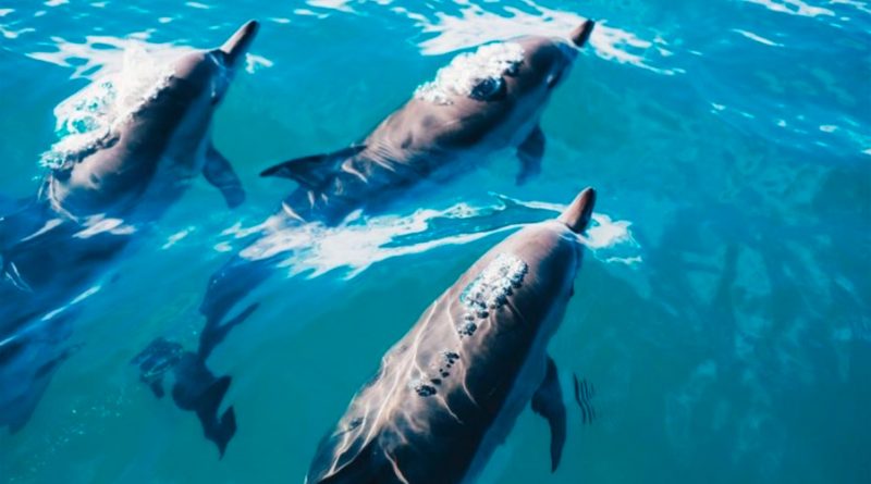 Los delfines necesitan 'gritar' por el creciente ruido submarino