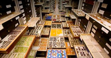 Las colecciones biológicas: más que un cúmulo de objetos