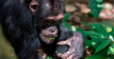 Chimpancés recurren a gestos con hojas para flirtear
