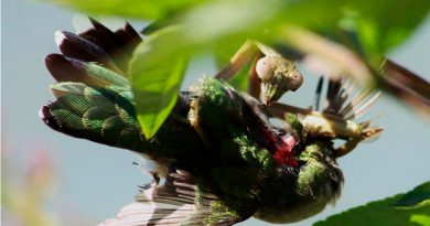 Revelador hallazgo: ¿una mantis religiosa puede alimentarse de pájaros?