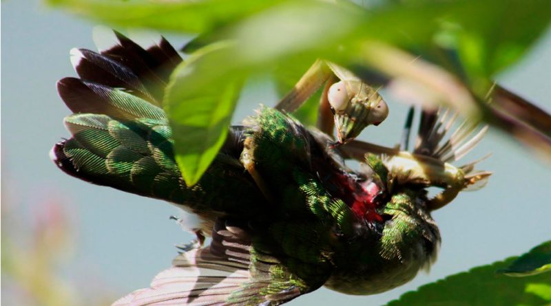 Revelador hallazgo: ¿una mantis religiosa puede alimentarse de pájaros?