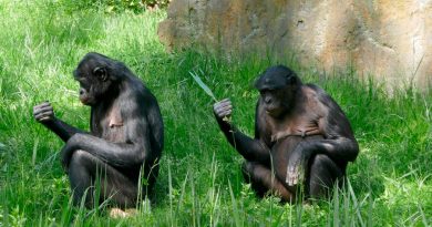 Descubren que las comunidades locales de chimpancés tienen ‘dialectos gestuales’