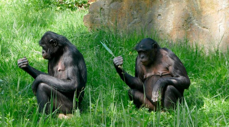 Descubren que las comunidades locales de chimpancés tienen ‘dialectos gestuales’
