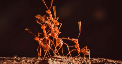 Inteligencia física para escapar de la cárcel: las hormigas y los robots se parecen más de lo que crees