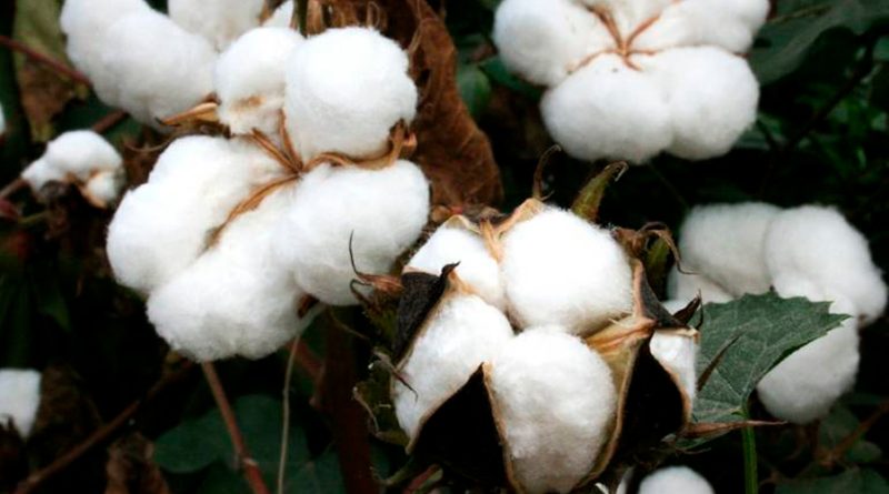 Crean algodón resistente al fuego de forma natural, ¿cómo funciona?