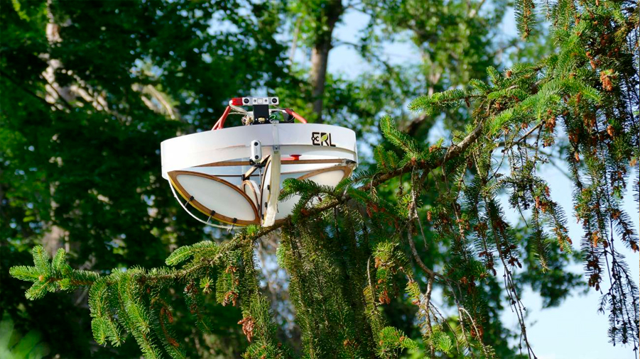 Crean un dron que recoge ADN animal de las ramas de los árboles