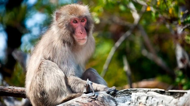 Estas son las primeras imágenes de un macaco japonés pescando