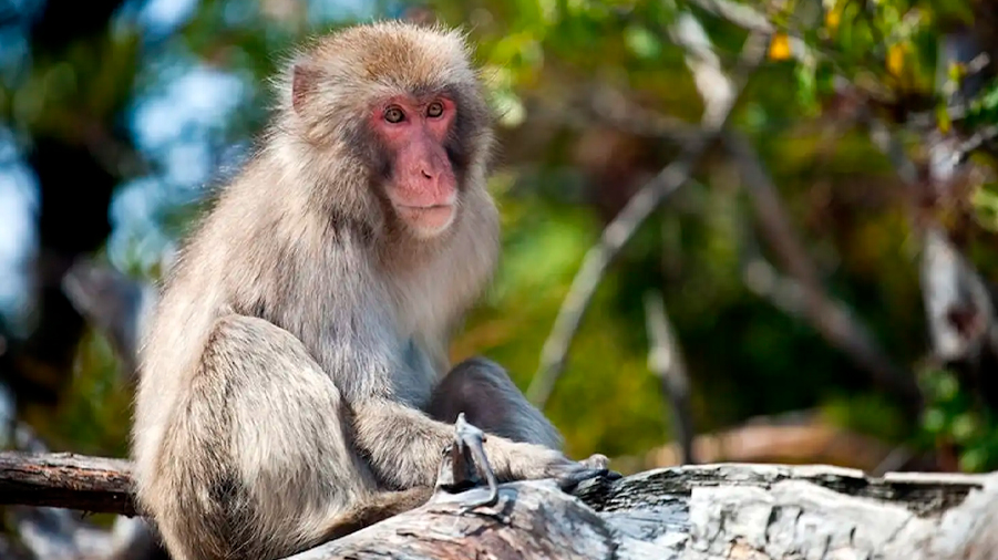 Estas son las primeras imágenes de un macaco japonés pescando