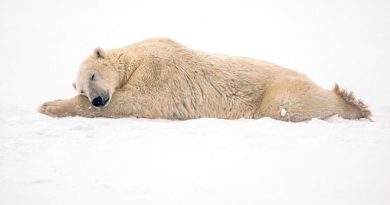 Aún estamos a tiempo de salvar el casquete polar, dicen científicos