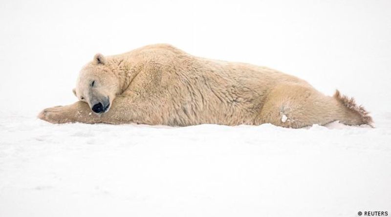 Aún estamos a tiempo de salvar el casquete polar, dicen científicos