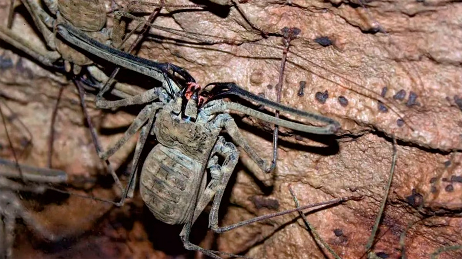 Científicos abrieron cueva sellada por 5 millones de años y hallaron especies extrañas