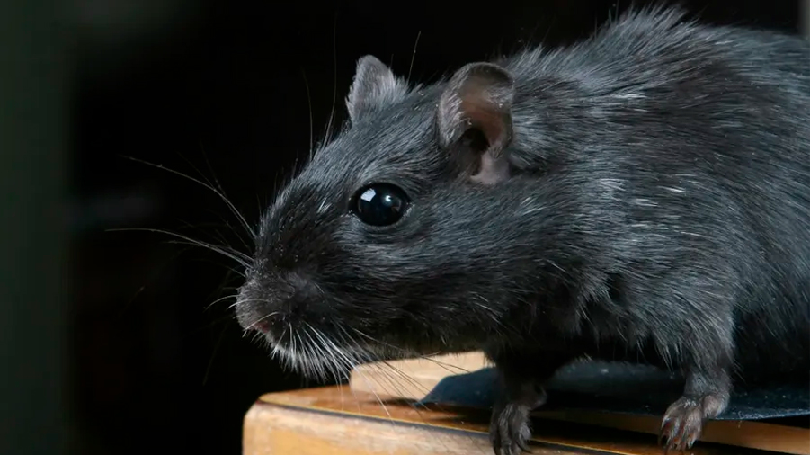 Culpamos a un inocente, las ratas no propagaron la Peste Negra