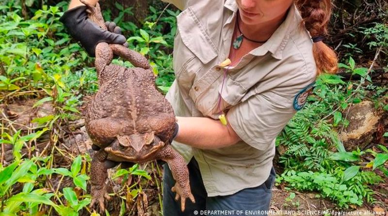 Hallan 'monstruoso' sapo gigante de 2,7 kilos en Australia