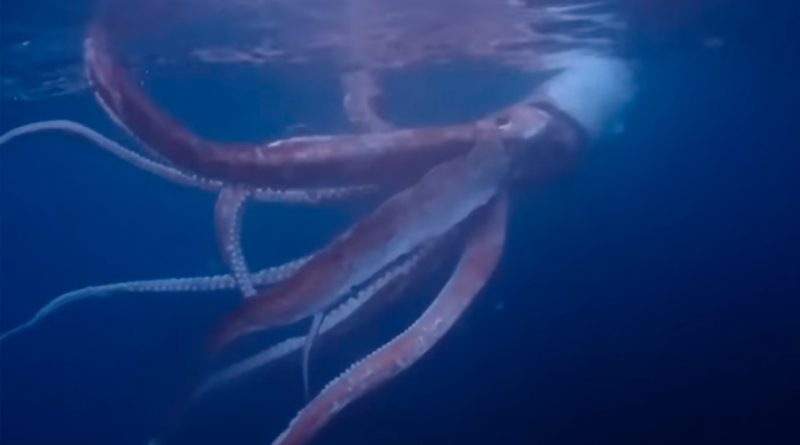 Video: buzos japoneses graban raro encuentro con calamar gigante