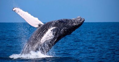 Descubren los genes que hicieron gigantes a las ballenas