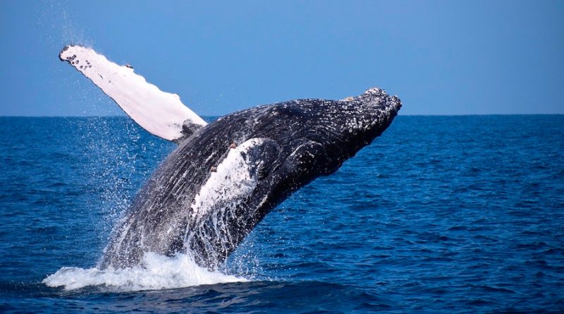 Descubren los genes que hicieron gigantes a las ballenas