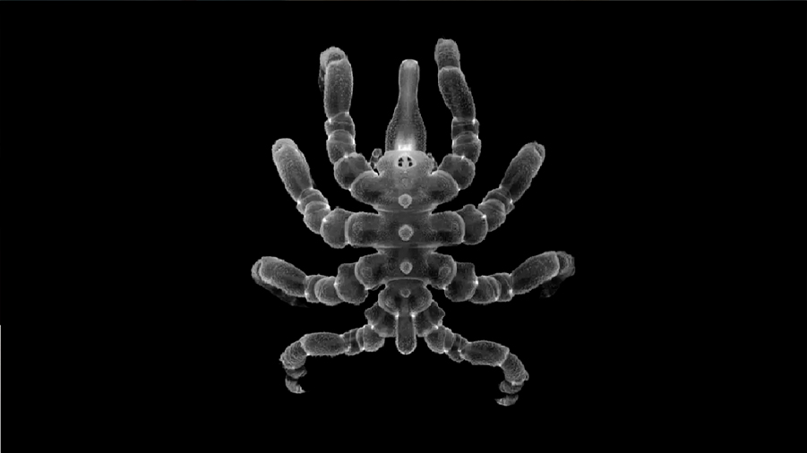 Las arañas marinas saben cómo regenerar órganos y otras partes del cuerpo, no solo extremidades