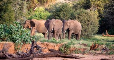 La extinción de los elefantes aumentaría el carbono atmosférico