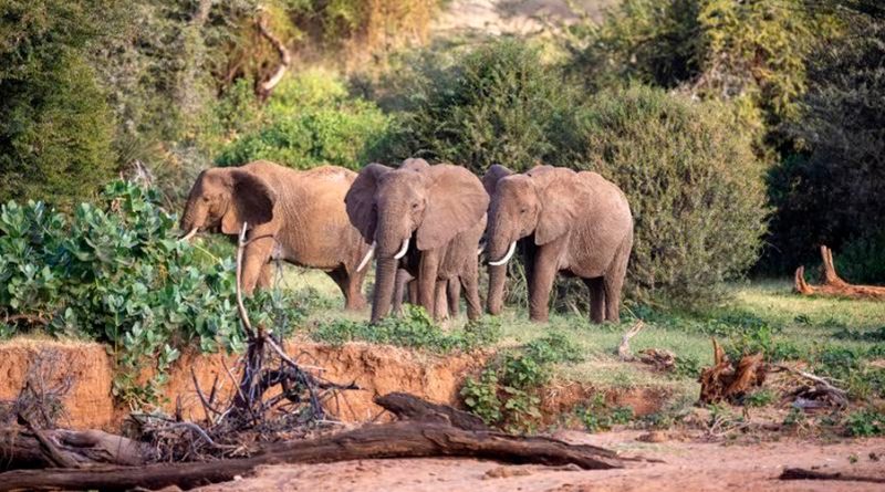 La extinción de los elefantes aumentaría el carbono atmosférico