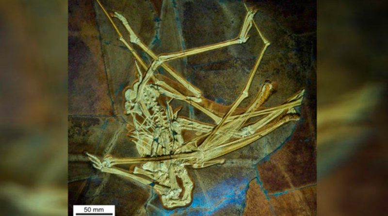 Hallan en Alemania fósil volador con 'boca de ballena'; paleontólogo mexicano colaboró en investigación