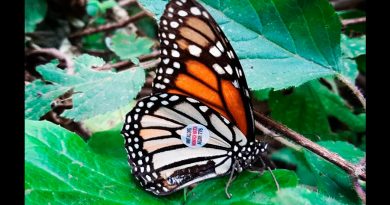 Descubren en Valle de Bravo una mariposa monarca etiquetada que voló casi 4 mil km desde Iowa