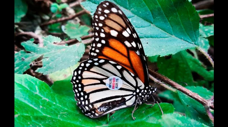 Descubren en Valle de Bravo una mariposa monarca etiquetada que voló casi 4 mil km desde Iowa