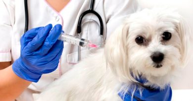 Nueva vacuna contra la leishmaniasis canina