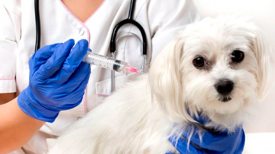 Nueva vacuna contra la leishmaniasis canina