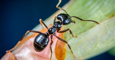 Descubren que las hormigas pueden oler el cáncer