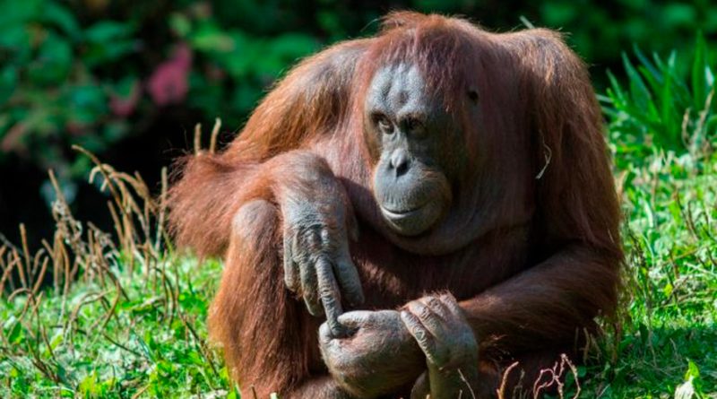 ¿Cómo perdieron la cola los primates que se convirtieron en humanos?