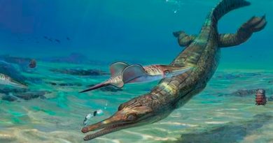 Nueva especie fósil de un antiguo ancestro del cocodrilo