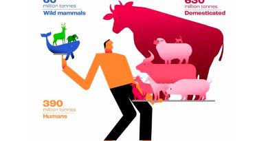 El ganado ya supera 30 veces en biomasa a los mamíferos salvajes