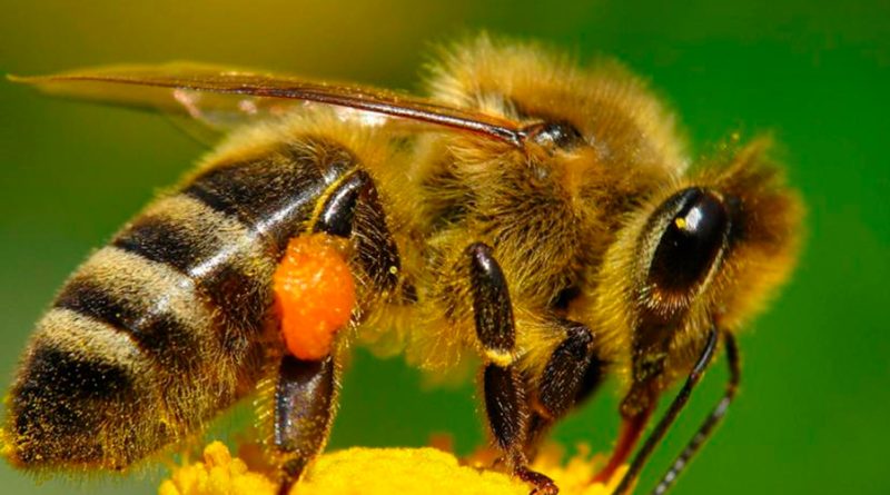 Desde 1980 hay datos de la reducción de abejas en México, señala estudio