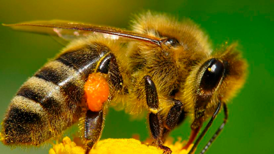Desde 1980 hay datos de la reducción de abejas en México, señala estudio