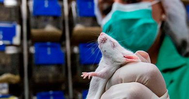 Descubren fármaco que regenera células madre y alarga la esperanza de vida en ratones