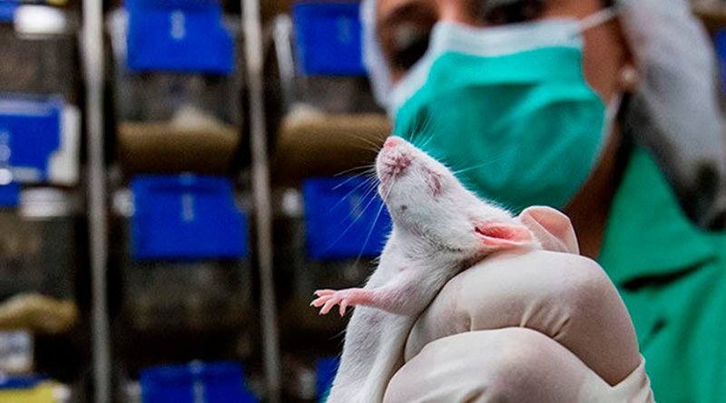 Descubren fármaco que regenera células madre y alarga la esperanza de vida en ratones