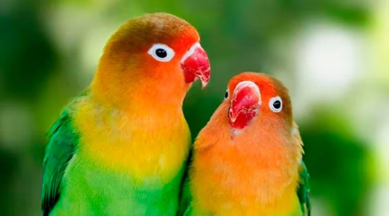 Científicos descubren que las 'aves consentidas' por sus padres son más inteligentes