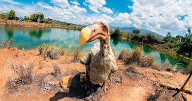 ¿Inspirados en Jurassic Park? Con ADN de las palomas planean 'revivir' al extinto pájaro Dodo