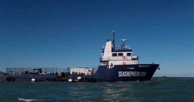 La Armada mexicana y Sea Shepherd recogen los frutos de la protección de la vaquita marina
