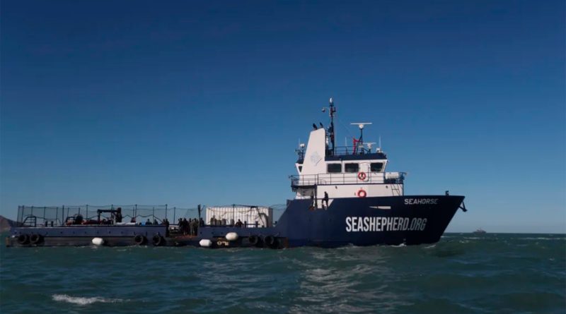 La Armada mexicana y Sea Shepherd recogen los frutos de la protección de la vaquita marina