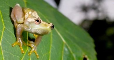 Una especie de rana completamente silenciosa descubierta en Tanzania