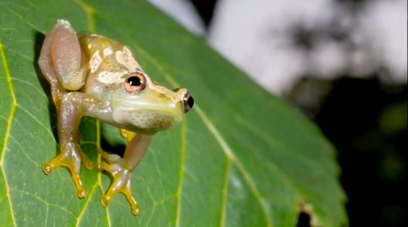 Una especie de rana completamente silenciosa descubierta en Tanzania