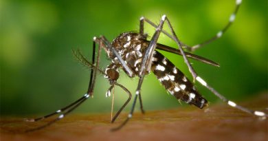 Mapean los focos de dengue en México