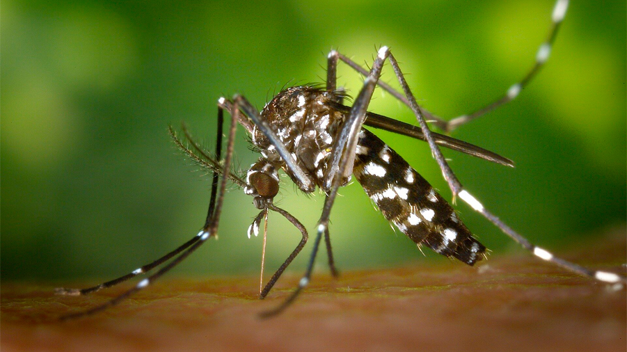 Mapean los focos de dengue en México